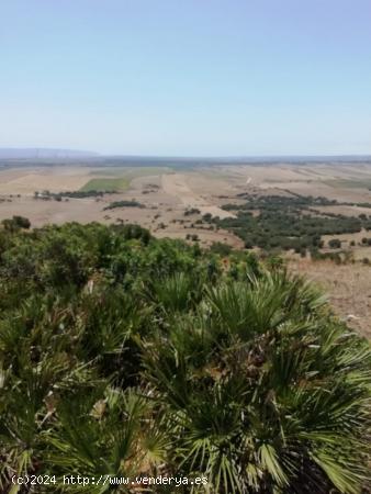 Finca Rústica 8 Has. en Vejer. - CADIZ