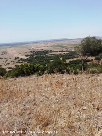 Finca Rústica 8 Has. en Vejer. - CADIZ