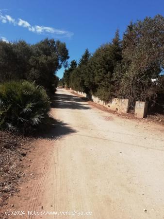 Parcela en la Muela - CADIZ