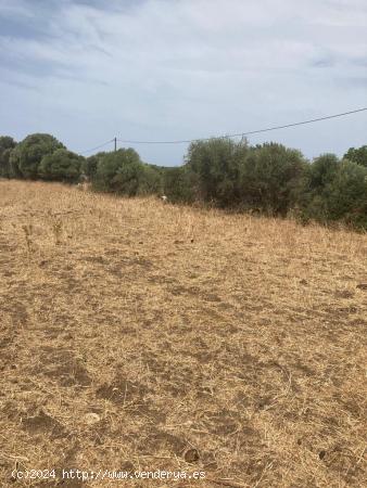 TERRENO RUSTICO EN BARBATE - CADIZ