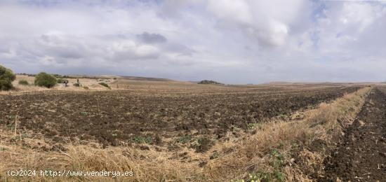 PARCELA RÚSTICA EN LA CARRETERA VEJER- EL PALMAR - CADIZ