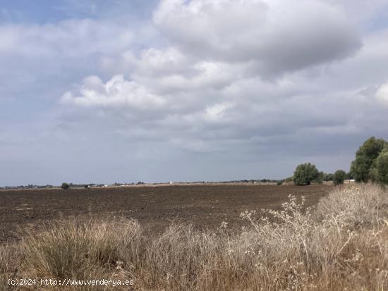 PARCELA RÚSTICA EN LA CARRETERA VEJER- EL PALMAR - CADIZ