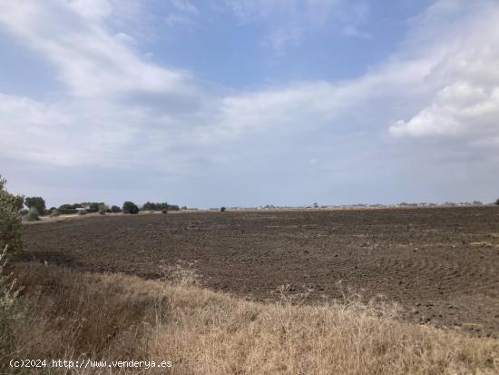 PARCELA RÚSTICA EN LA CARRETERA VEJER- EL PALMAR - CADIZ