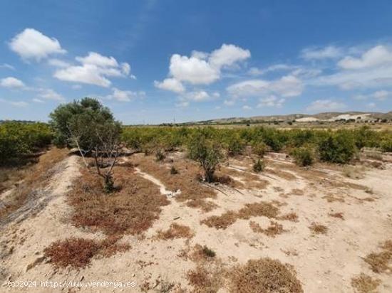 EL ALTET RUSTICA DE 19.703 M2 - ALICANTE