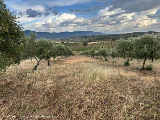  OPORTUNIDAD UNICA  FINCA CON PISTACHO, ALMENDRO Y OLIVA - JAEN