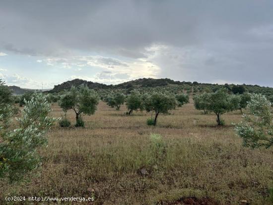  OPORTUNIDAD UNICA  FINCA CON PISTACHO, ALMENDRO Y OLIVA - JAEN