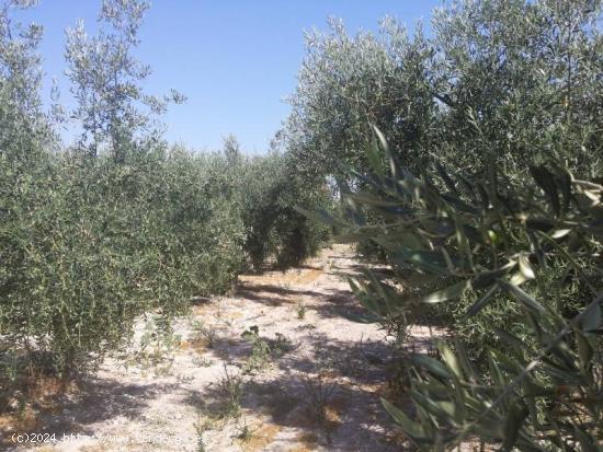 Huerta a un paso de Baena - CORDOBA