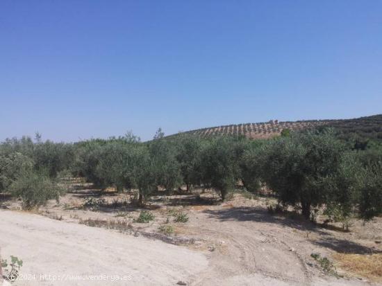 Huerta a un paso de Baena - CORDOBA