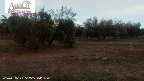 VENTA 12 FANEGAS DE OLIVAR - CORDOBA