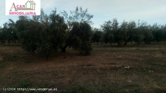 VENTA 12 FANEGAS DE OLIVAR - CORDOBA