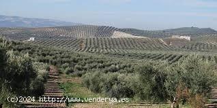 FINCA DE OLIVAR MARTEÑO - CORDOBA