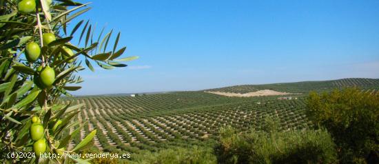 FINCA DE PLANTONES EN VENTA - CORDOBA