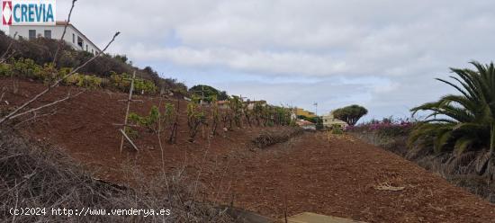 !! Estupendo terreno en el sauzal!!!!!!!!!! - SANTA CRUZ DE TENERIFE