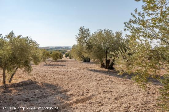 DOS FINCAS DE OLIVOS EN ESCUZAR - GRANADA