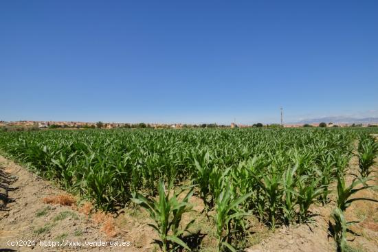 FINCAS RUSTICAS DE 5 Y 6 MARJALES EN CÚLLAR VEGA - GRANADA