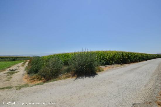 FINCA RUSTICA DE RIEGO EN BELICENA - GRANADA