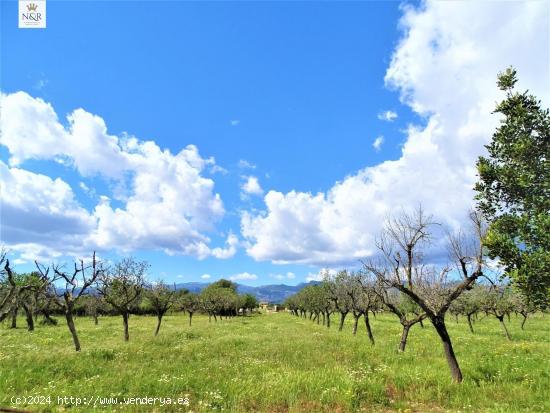 FINCA RÚSTICA EN BINISSALEM CON CONSTRUCCIÓN 40 M2 - BALEARES