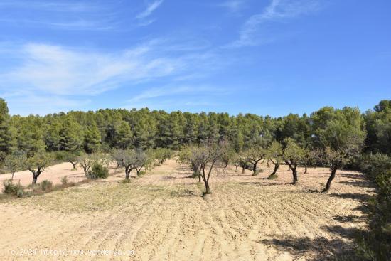  Finca de 7.5 Ha con olivos y almendros. - TERUEL 