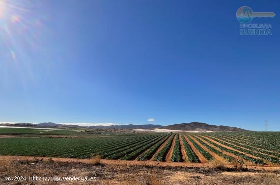 AMPLIA CASA DE CAMPO CON TERRENO PRODUCTIVO EN RAIGUERO BAJO , TOTANA - MURCIA