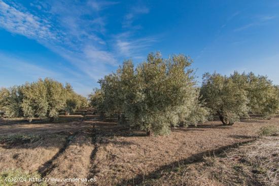 VENTA DE 1 HECTAREA DE FINCA RUSTICA DE OLIVAR DE 22 AÑOS CON RIEGO DE PANTANO - GRANADA