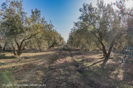 VENTA DE 1 HECTAREA DE FINCA RUSTICA DE OLIVAR DE 22 AÑOS CON RIEGO DE PANTANO - GRANADA