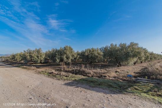 VENTA DE 1 HECTAREA DE FINCA RUSTICA DE OLIVAR DE 22 AÑOS CON RIEGO DE PANTANO - GRANADA