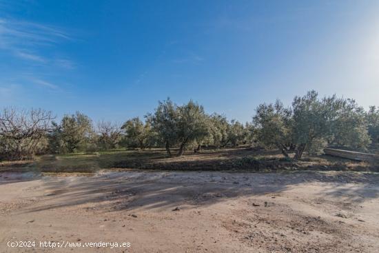 VENTA DE 1 HECTAREA DE FINCA RUSTICA DE OLIVAR DE 22 AÑOS CON RIEGO DE PANTANO - GRANADA