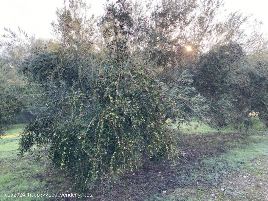  VENTA DE FINCA RUSTICA EN SALAR CON OLIVOS DE 30 AÑOS DE REGADIO - GRANADA 