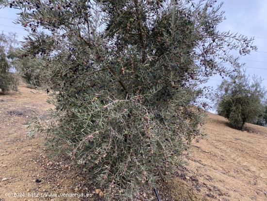 VENTA FINCA DE 9 FANEGAS DE OLIVOS A 1 PIE DE UNOS 20 AÑOS CON RIEGO DE PANTANO  AUTOMATIZADO - GRA