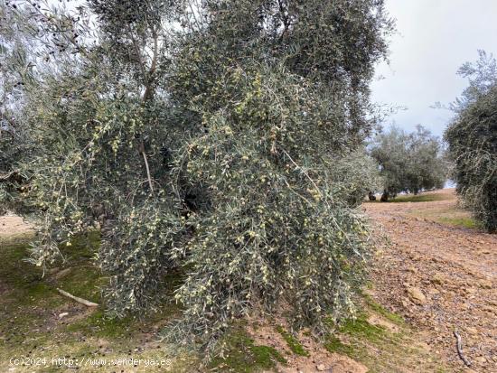 VENTA FINCA DE 9 FANEGAS DE OLIVOS A 1 PIE DE UNOS 20 AÑOS CON RIEGO DE PANTANO  AUTOMATIZADO - GRA