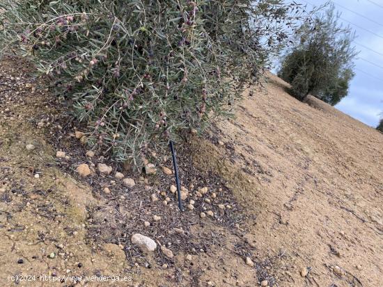 VENTA FINCA DE 9 FANEGAS DE OLIVOS A 1 PIE DE UNOS 20 AÑOS CON RIEGO DE PANTANO  AUTOMATIZADO - GRA