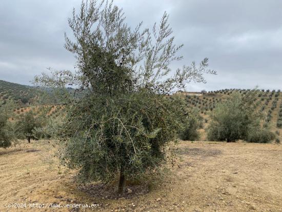 VENTA FINCA DE 9 FANEGAS DE OLIVOS A 1 PIE DE UNOS 20 AÑOS CON RIEGO DE PANTANO  AUTOMATIZADO - GRA