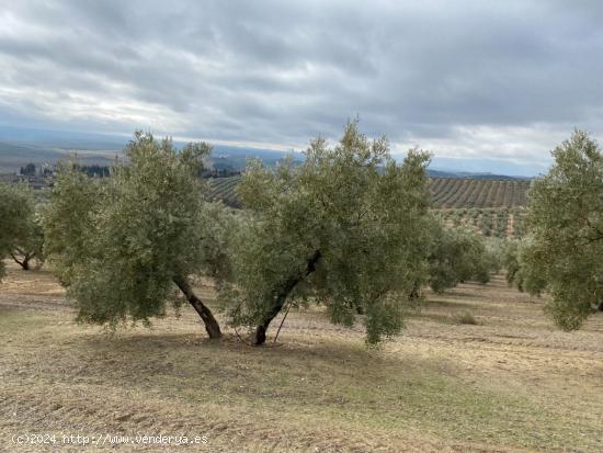 VENTA DE 25 FANEGAS DE OLIVOS  A 2 PIES CON 23 AÑOS EN PLENA PRODUCCION CON MUY BUEN RENDIMIENTO - 