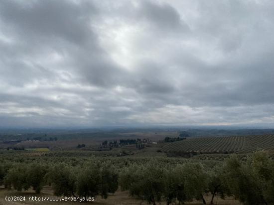 VENTA DE 25 FANEGAS DE OLIVOS  A 2 PIES CON 23 AÑOS EN PLENA PRODUCCION CON MUY BUEN RENDIMIENTO - 