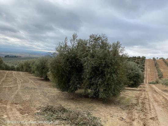 VENTA DE 25 FANEGAS DE OLIVOS  A 2 PIES CON 23 AÑOS EN PLENA PRODUCCION CON MUY BUEN RENDIMIENTO - 