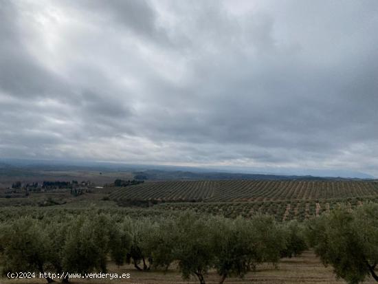 VENTA DE 25 FANEGAS DE OLIVOS  A 2 PIES CON 23 AÑOS EN PLENA PRODUCCION CON MUY BUEN RENDIMIENTO - 