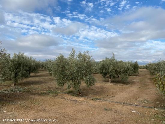  FINCA DE OLIVAR A 1 PIE DE OLIVOS MARTEÑOS AL LADO DEL DESGUACE DE CIJUELA CON RIEGO DE PANTANO - G 