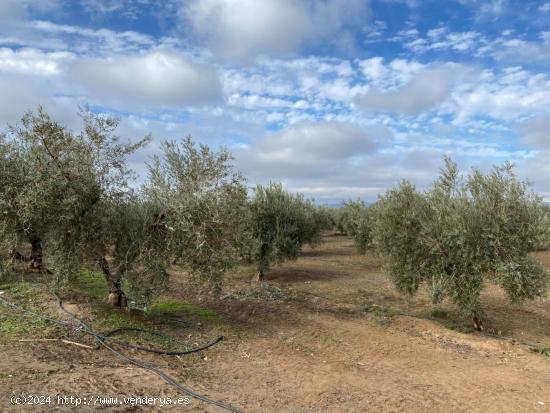 FINCA DE OLIVAR A 1 PIE DE OLIVOS MARTEÑOS AL LADO DEL DESGUACE DE CIJUELA CON RIEGO DE PANTANO - G