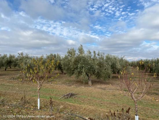 FINCA DE OLIVAR A 1 PIE DE OLIVOS MARTEÑOS AL LADO DEL DESGUACE DE CIJUELA CON RIEGO DE PANTANO - G