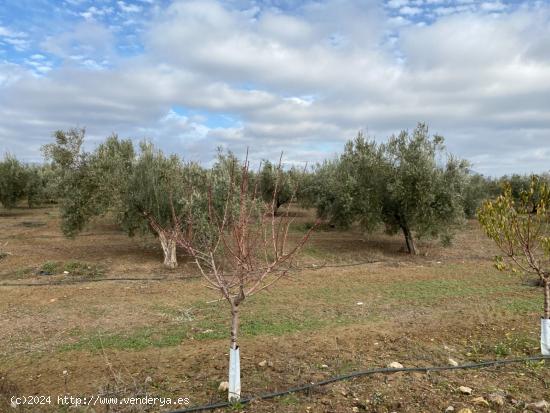 FINCA DE OLIVAR A 1 PIE DE OLIVOS MARTEÑOS AL LADO DEL DESGUACE DE CIJUELA CON RIEGO DE PANTANO - G