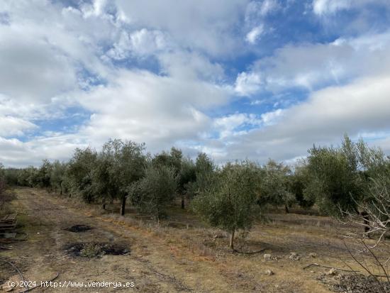  FINCA EN VENTA DE OLIVOS HOJIBLANCOS A 1 PIE CON RIEGO DE PANTANO, EN LA LOCALIDAD DE PEÑUELAS - GR 