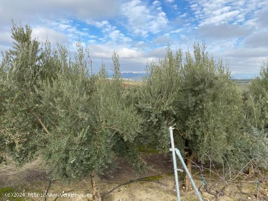 FINCA EN VENTA DE OLIVOS HOJIBLANCOS A 1 PIE CON RIEGO DE PANTANO, EN LA LOCALIDAD DE PEÑUELAS - GR