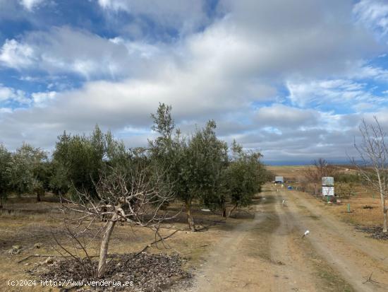 FINCA EN VENTA DE OLIVOS HOJIBLANCOS A 1 PIE CON RIEGO DE PANTANO, EN LA LOCALIDAD DE PEÑUELAS - GR