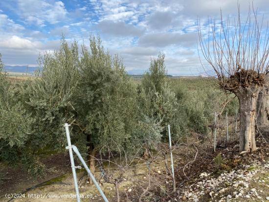 FINCA EN VENTA DE OLIVOS HOJIBLANCOS A 1 PIE CON RIEGO DE PANTANO, EN LA LOCALIDAD DE PEÑUELAS - GR