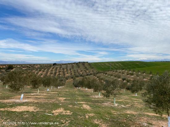 VENTA DE 12 FANEGAS DE TIERRA DE OLIVOS HOJIBLANCOS Y MARTEÑOS CON 5 Y 9 AÑOS DE EDAD, CON LUZ POZ