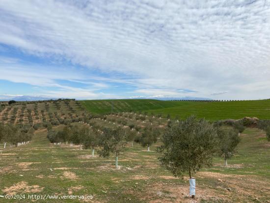 VENTA DE 12 FANEGAS DE TIERRA DE OLIVOS HOJIBLANCOS Y MARTEÑOS CON 5 Y 9 AÑOS DE EDAD, CON LUZ POZ