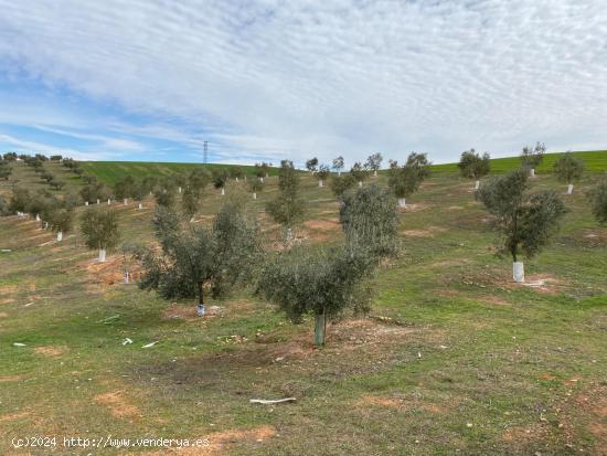 VENTA DE 12 FANEGAS DE TIERRA DE OLIVOS HOJIBLANCOS Y MARTEÑOS CON 5 Y 9 AÑOS DE EDAD, CON LUZ POZ