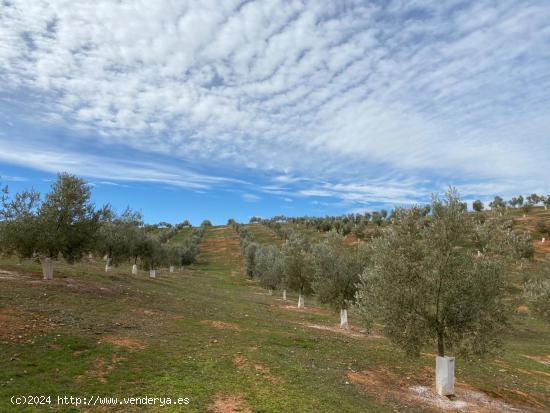 VENTA DE 12 FANEGAS DE TIERRA DE OLIVOS HOJIBLANCOS Y MARTEÑOS CON 5 Y 9 AÑOS DE EDAD, CON LUZ POZ