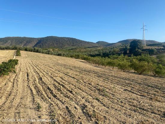 Venta de finca rustica de 4 fanegas de olivos, almendros y tierra carma de secano - GRANADA