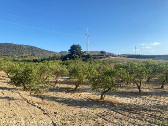 Venta de finca rustica de 4 fanegas de olivos, almendros y tierra carma de secano - GRANADA